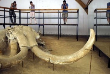 Mamuti iz Viminacijuma privlače pažnju sveta