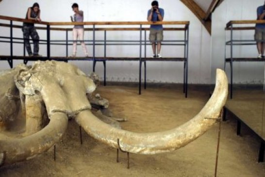 Mamuti iz Viminacijuma privlače pažnju sveta