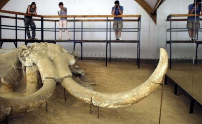 Mamuti iz Viminacijuma privlače pažnju sveta