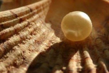 Pronađen čisti biser star oko 7.500 godina