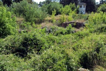 Konstantinova palata zarasla u korov