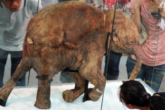 Naučnici pronašli žive ćelije mamuta