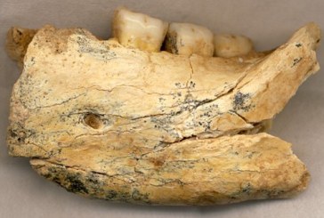 Fosil iz Srbije star je pola miliona godina!