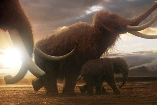 Руси на корак до клонирања мамута