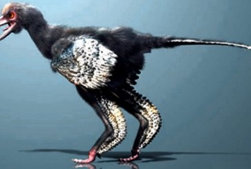 Otkriven izgled prve ptice