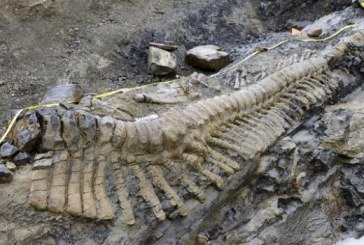 Pronađen rep dinosaurusa star 72 miliona godina