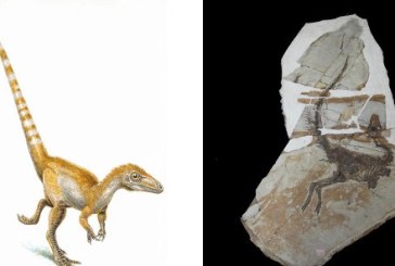 Sve boje dinosaurusa