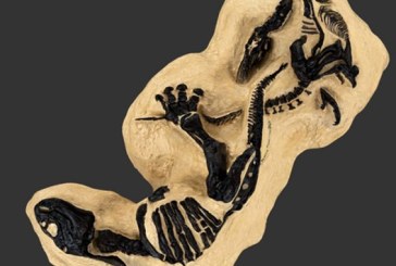 „Dinosaurusi u dvoboju“ na aukciji