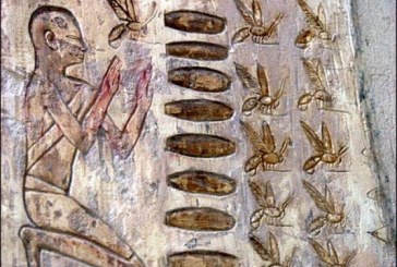 Kako nauka objašnjava neograničen rok trajanja meda