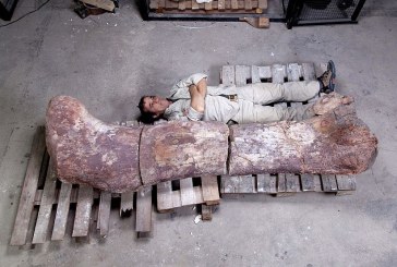 Otkriven fosil najvećeg dinosaurusa koji je ikad hodao Zemljom