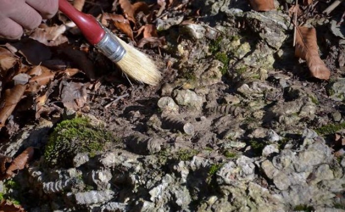 Arheo amateri Srbije pronašli fosile na Makovištu kod Kosjerića (VIDEO)