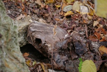 Архео аматери Србије на трагу расветљавања још једне дуго скриване средњовековне тајне ®