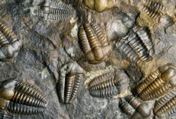 Najveće izumiranje u istoriji živog sveta