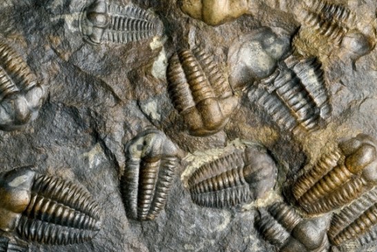 Najveće izumiranje u istoriji živog sveta