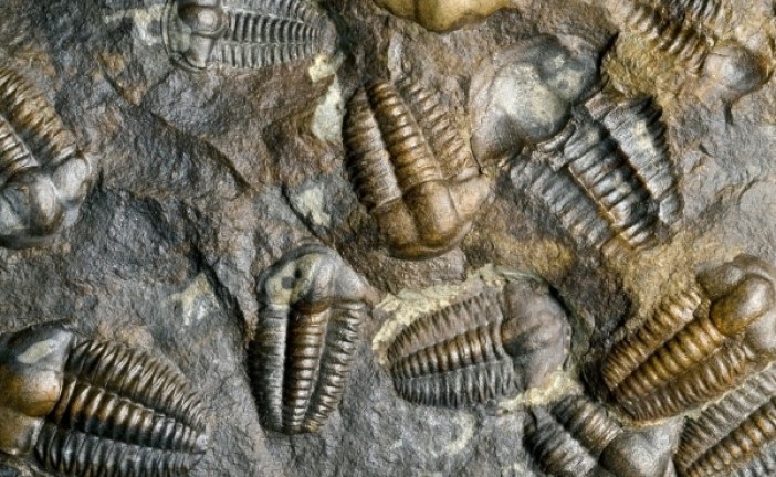 Najveće izumiranje u istoriji živog sveta