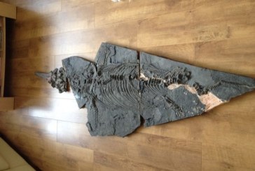 Amaterski lovac na fosile otkrio kompletan skelet drevnog morskog reptila