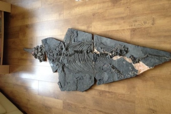 Amaterski lovac na fosile otkrio kompletan skelet drevnog morskog reptila