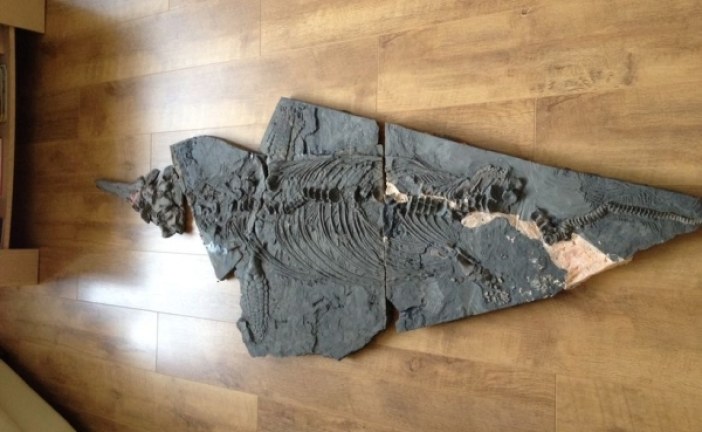 Amaterski lovac na fosile otkrio kompletan skelet drevnog morskog reptila