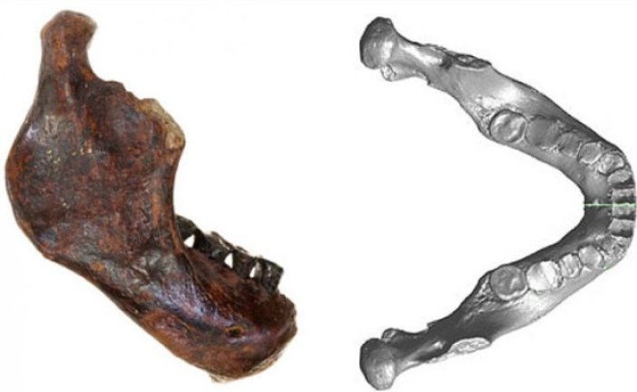 Ribari pronašli fosil nove vrste primitivnog čoveka
