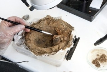 Otkud ovi novčići u vikinškom štitu?