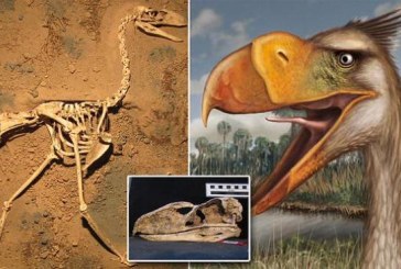 Otkrivena do sada nepoznata i izumrla vrsta ptica