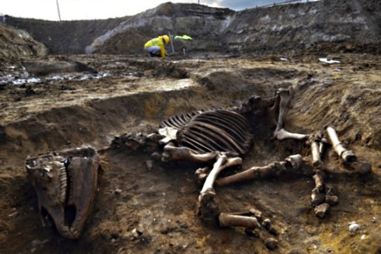 Na rimskom lokalitetu otkriven ceo konjski skelet