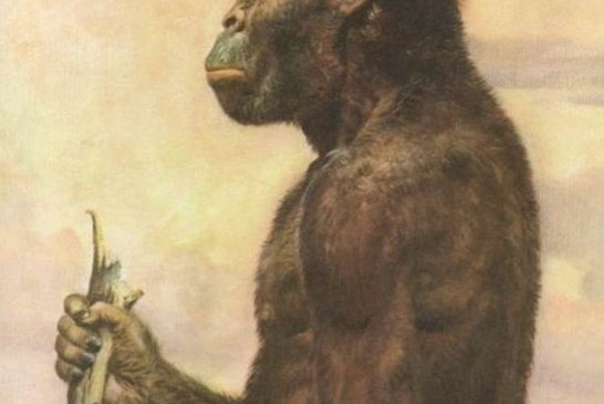 Otkriveno čime se naš predak služio pre 3,3 miliona godina