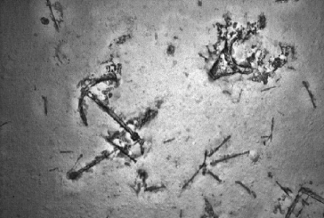 Fascinantno otkriće na dnu okeana