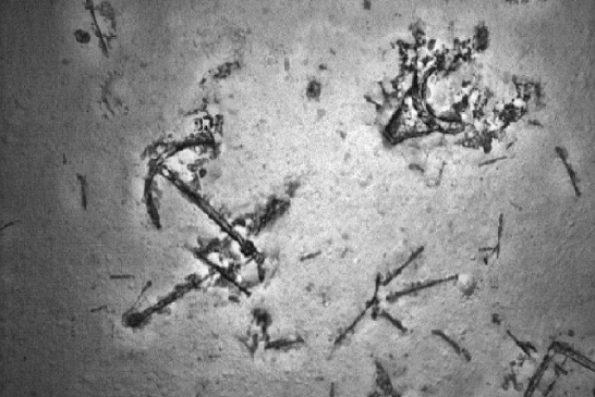 Fascinantno otkriće na dnu okeana