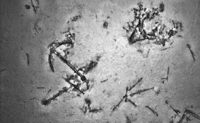 Fascinantno otkriće na dnu okeana