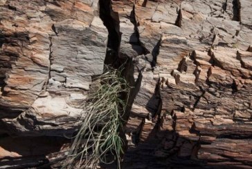 Kraljevo: Propada „Kamena šuma“, redak fenomen star milion godina