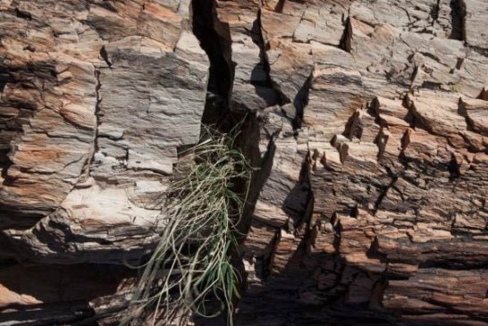 Kraljevo: Propada „Kamena šuma“, redak fenomen star milion godina