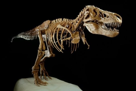 10 stvari koje niste znali o dinosaurima