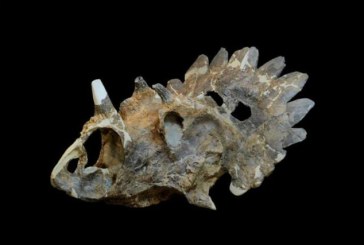 U Kanadi otkrivena nova vrsta dinosaurusa