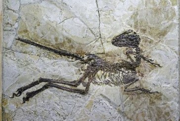 Otkrivena nova vrsta dinosaurusa u Kini, pogledajte kako je izgledala