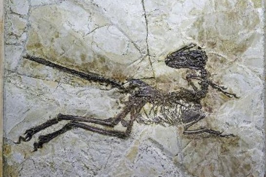 Otkrivena nova vrsta dinosaurusa u Kini, pogledajte kako je izgledala