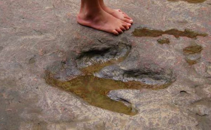 Otkrivena staza dinosaurusa u Nemačkoj!