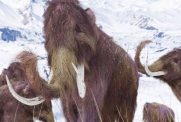 SIBIRSKA MASOVNA GROBNICA Do sada pronađeno preko 550 kostiju vunastih mamuta