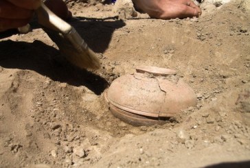 Arheolozi pronašli seme staro 800 godina. Posadili su ga, pa se šokirali onim što je izniklo!