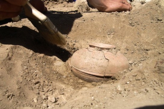 Arheolozi pronašli seme staro 800 godina. Posadili su ga, pa se šokirali onim što je izniklo!