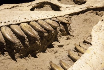 Pronađeni ostaci dinosaura koji su uginuli u vreme pada asteroida?