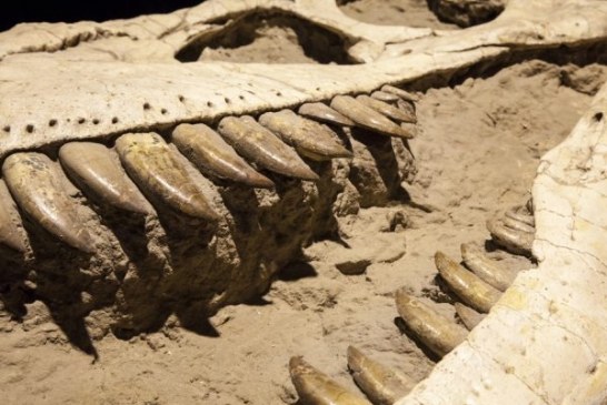 Pronađeni ostaci dinosaura koji su uginuli u vreme pada asteroida?