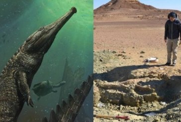 Naučnici u pustinji pronašli dosad najveći fosil reptila iz porodice krokodila