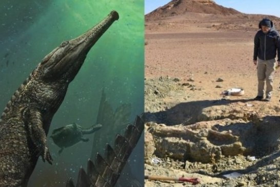 Naučnici u pustinji pronašli dosad najveći fosil reptila iz porodice krokodila