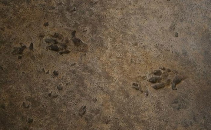 U Španiji pronađen trag dinosaurusa star 230 miliona godina