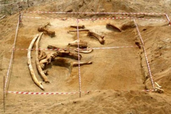 Blace Krilo Tajnu: Pronađen skelet mamuta star više od 10 miliona godina